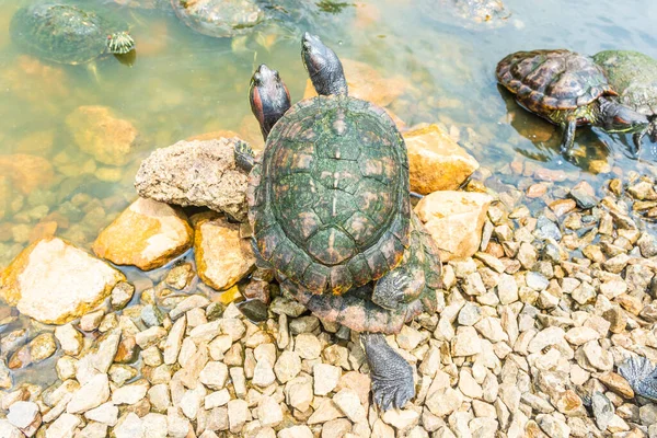 Chrysemys Picta Eller Målad Sköldpadda Singapore Botaniska Trädgårdar — Stockfoto