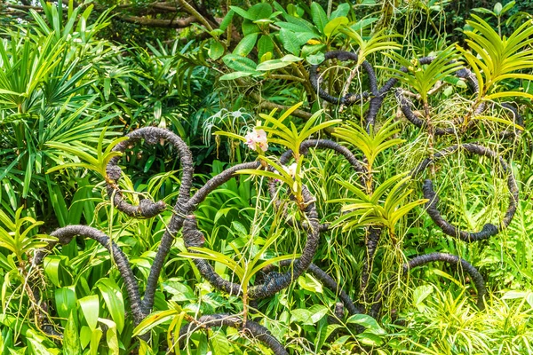 Schöne Vegetation Botanischen Garten Von Singapur — Stockfoto