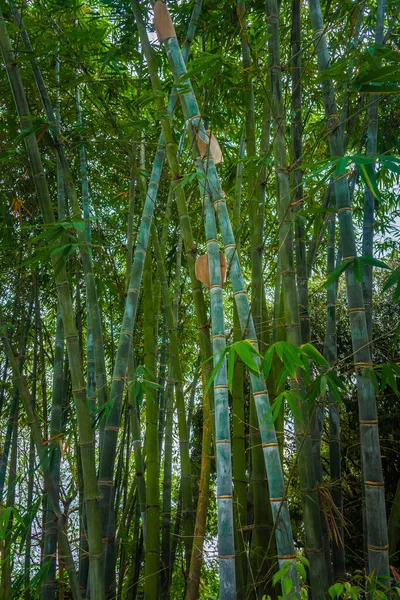 Floresta Bambu Cingapura Jardins Botânicos — Fotografia de Stock