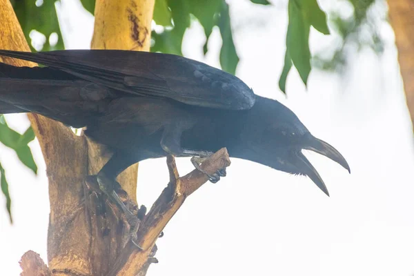 Lucertola Monitor Selvatica Nel Lumphini Park Bangkok Thailandia — Foto Stock