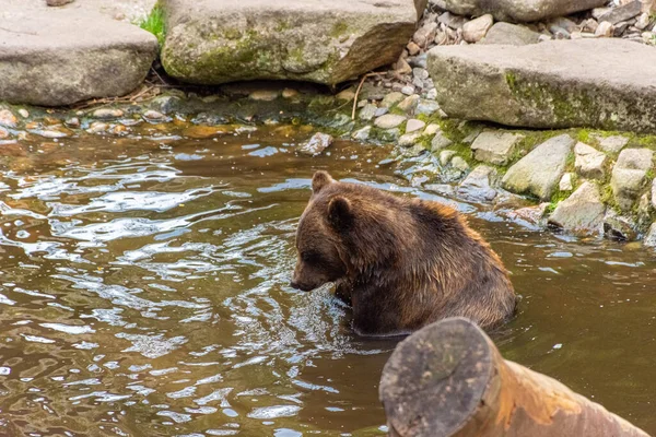 Belo Urso Marrom Nadando Água — Fotografia de Stock