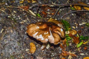 Bialowieza ormanında mantar.