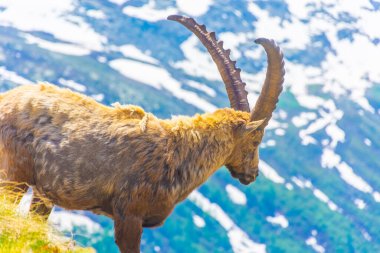 İtalya 'daki Gran Paradiso Ulusal Parkı' nın karlı dağlarında güzel dağ keçisi.