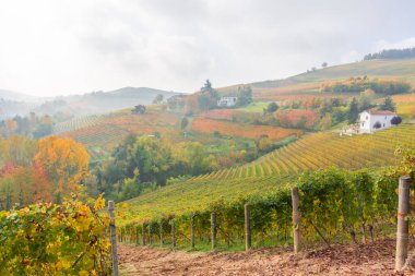 Langhe 'deki muhteşem sonbahar manzarası. Piedmont, İtalya' daki ünlü üzüm bağı bölgesi.