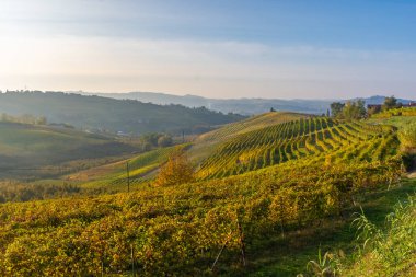 Langhe 'deki muhteşem sonbahar manzarası. Piedmont, İtalya' daki ünlü üzüm bağı bölgesi.