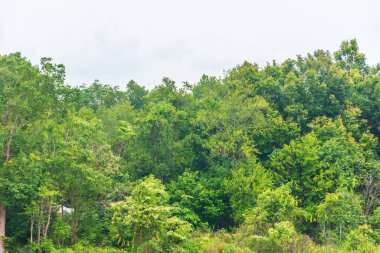 Bintan Adası, Endonezya 'daki tropikal yağmur ormanları