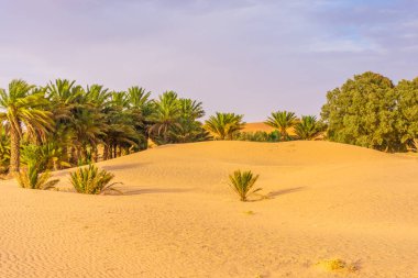 Sahra Çölü, Merzouga, Fas 'ın kum tepelerinde palmiyeler