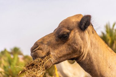 Sahra Çölü, Merzouga, Fas kampında saman yiyen develer.