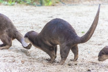 Singapur 'da, körfez kenarında vahşi su samuru.