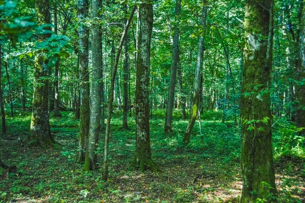 ビアロウィザ原生林 ポーランド ベラルーシの風景 — ストック写真