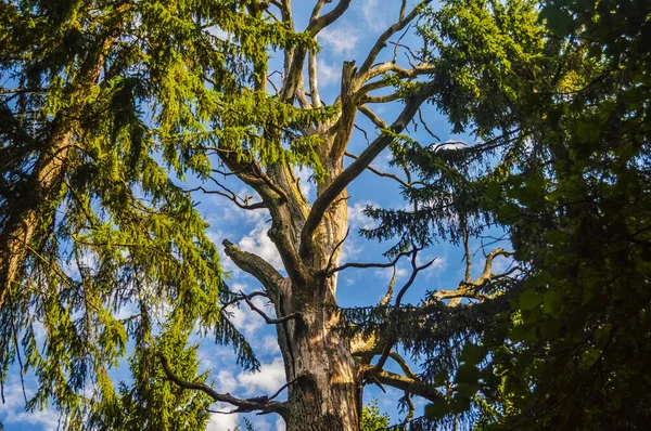 Uma Árvore Alta Floresta Primeval Bialowieza Polônia Belaru — Fotografia de Stock