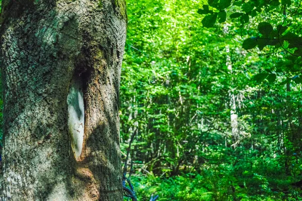 Bialowieza Primeval Forest Poland Bのトランクのキノコ — ストック写真