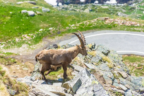 Beau Bouquetin Alpin Dans Les Montagnes Enneigées Parc National Gran — Photo