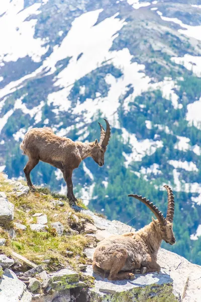 Prachtige Alpiene Steenbok Besneeuwde Bergen Van Gran Paradiso National Park — Stockfoto