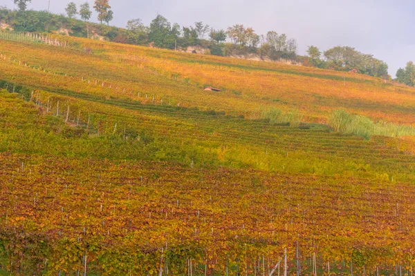 Csodálatos Őszi Táj Langhe Híres Szőlőültetvény Területén Piedmont Olaszország — Stock Fotó