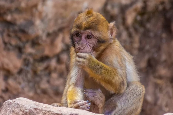 Divoké Dítě Barbar Opice Jíst Maroku — Stock fotografie