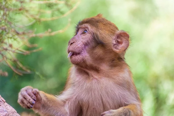 Divoké Dítě Barbar Opice Maroku — Stock fotografie