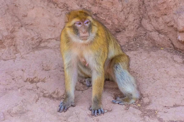 Singe Barbare Sauvage Maroc — Photo