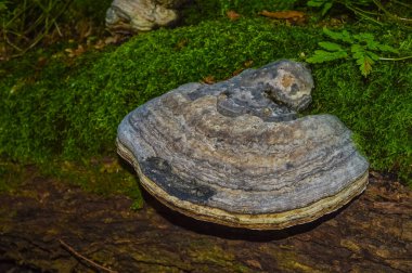 Bialowieza Primeval Ormanı, Polonya ve B 'de bir sandıktaki mantarlar.