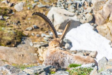 Gran Paradiso Ulusal Parkı, Piedmont, İtalya 'daki dağlarda dağ keçisi.