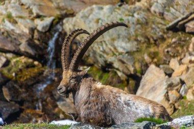 Gran Paradiso Ulusal Parkı, Piedmont, İtalya 'daki dağlarda dağ keçisi.
