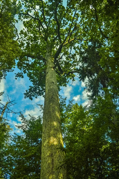 Vysoký Strom Pralese Bialowieza Polsko Belaru — Stock fotografie