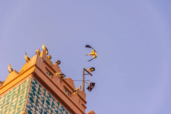Stor Stork Flyger Luften Marrakech Marocko — Stockfoto