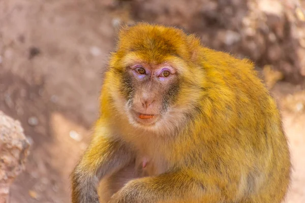 Wilde Barbaarse Aap Marokko — Stockfoto