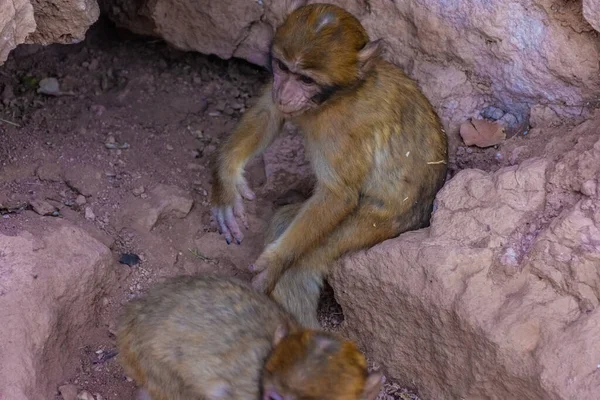 Divoké Dítě Barbarské Opice Hrají Svém Doupěti Horách — Stock fotografie