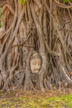 Buda kafası Ayutthaya, Tayland 'da bir Banyan ağacına gömülü.