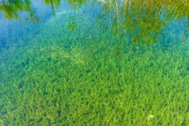 Hırvatistan 'ın Plitvice kentinde gölde deniz yosunu