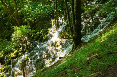 Nehir ormanda akıyor.