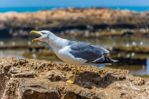 Seagull Shouting Rocky Beach Essaouira Morocco — Stock Photo, Image