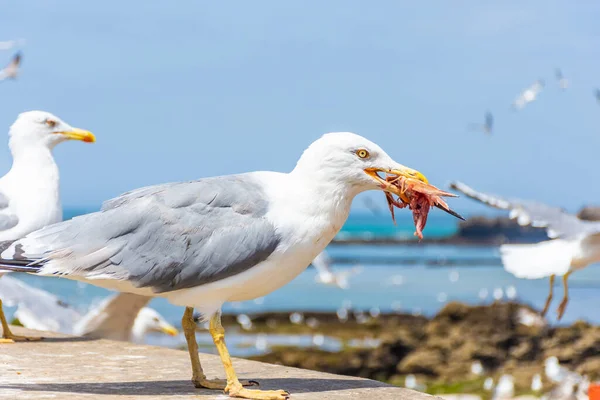 Seagull Eating Its Seafood Beach Essaouira Morocco — Stock Photo, Image