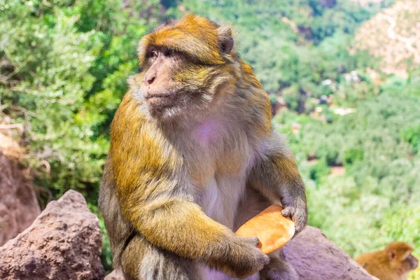 Divoká Opice Sedící Kaňonu Ouzoud Maroko — Stock fotografie