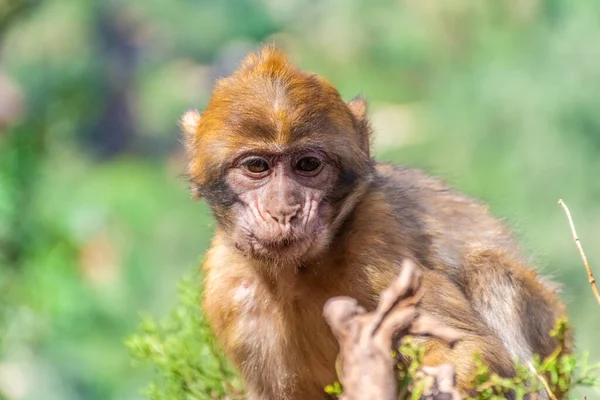 Divoké Dítě Barbar Opice Stromě Maroku — Stock fotografie