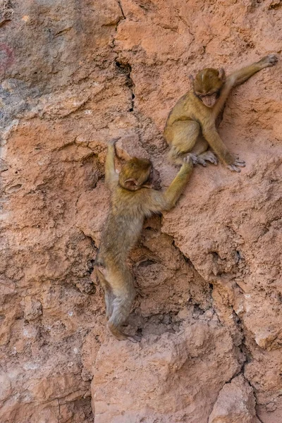 Scimmie Selvatiche Che Aiutano Vicenda Scalare Una Montagna Moro — Foto Stock