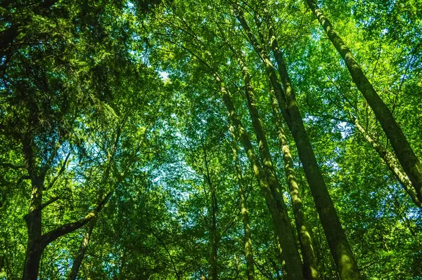 Pohled Les Bialowieza Primeval Polsko Bělorusko — Stock fotografie