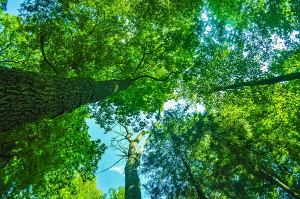 Árvores Altas Floresta Primeval Bialowieza Polônia Bel — Fotografia de Stock