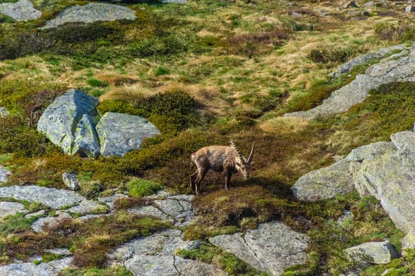 Ibex Alpino Las Montañas Del Parque Nacional Gran Paradiso Piamonte — Foto de Stock