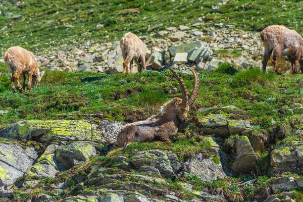 Hermoso Íbice Alpino Las Montañas Nevadas Del Parque Nacional Gran —  Fotos de Stock