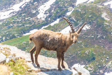İtalya 'daki Gran Paradiso Ulusal Parkı' nın karlı dağlarında güzel dağ keçisi.