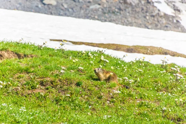 Marmot Snowy Landscape Gran Paradiso National Park Italy — Stock Photo, Image