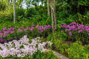 Singapur botanik bahçelerinde güzel bir bitki örtüsü