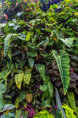 ŞARKI, 3 EKİM 2019: Singapur 'daki Bulut Ormanı