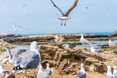 Essaouira, Fas 'ın kayalık sahillerinde martı sürüsü.