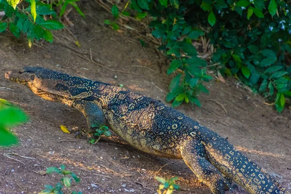 Wild Monitor Lizard Lumphini Park Bangkok Thailand — Stock Photo, Image