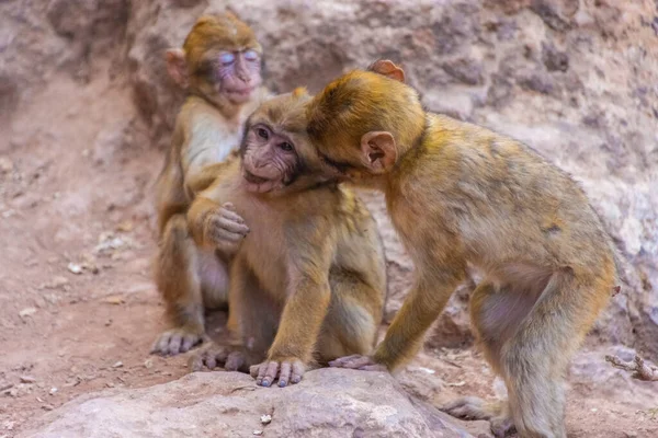 Trzy Dzikie Baby Barbary Małpek Maroko — Zdjęcie stockowe