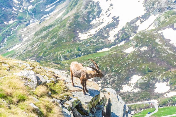 Prachtige Alpiene Steenbok Besneeuwde Bergen Van Gran Paradiso National Park — Stockfoto