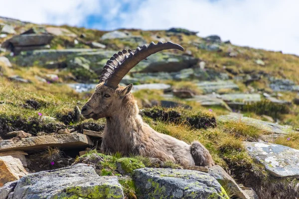 Krásný Alpský Kozorožec Zasněžených Horách Národního Parku Gran Paradiso Itálii — Stock fotografie